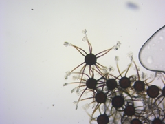 Podosphaera amelanchieris