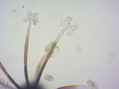 Podosphaera amelanchieris