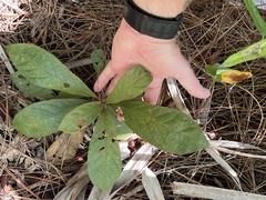 Rauvolfia tetraphylla