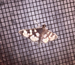 Prenesta fenestrinalis