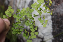 Adiantum atroviride