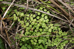 Adiantum atroviride