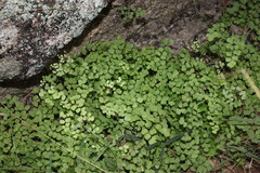 Adiantum atroviride