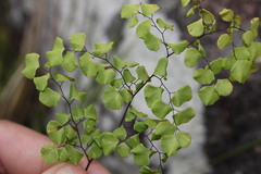 Adiantum atroviride