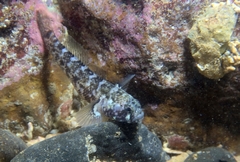 Nematogobius brachynemus