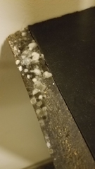 Penicillium