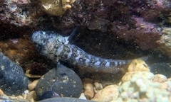 Nematogobius brachynemus