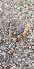 Dytiscus marginalis