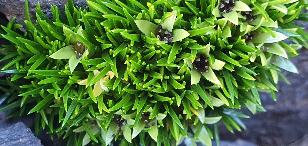 Colobanthus masonae