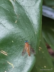 Chrysopilus ferruginosus