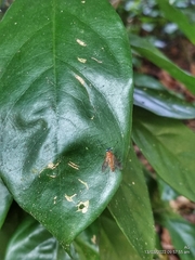 Chrysopilus ferruginosus