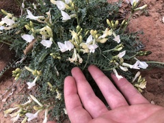 Astragalus zionis