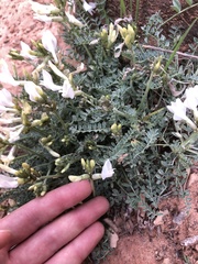 Astragalus zionis
