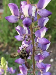 Xylocopa tabaniformis