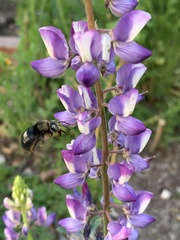 Xylocopa tabaniformis