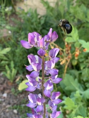 Xylocopa tabaniformis