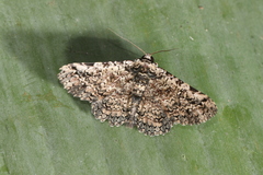 Metria mollis