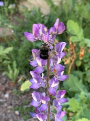 Xylocopa tabaniformis