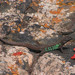 Atlantic Lizard - Photo (c) Bernardo d'Aleppo, some rights reserved (CC BY-NC-SA)