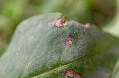 Erysiphe syringae-japonicae