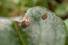 Erysiphe syringae-japonicae
