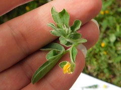 Anthyllis circinnata