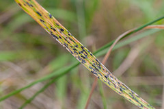 Phyllachora graminis