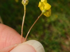 Senecio vernalis