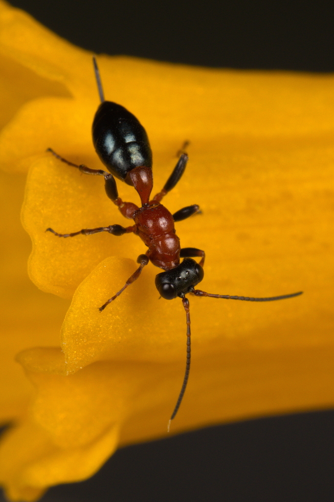 Gelis cyanurus