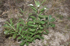 Banksia integrifolia compar