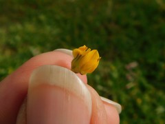 Anthyllis circinnata