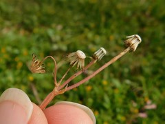 Senecio vernalis