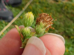 Heterotheca subaxillaris