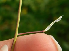 Brassica tournefortii