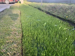 Lilaeopsis carolinensis