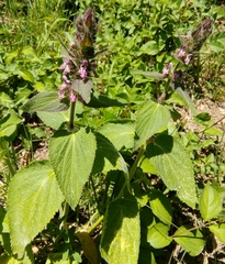 Stachys alpina