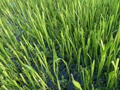 Lilaeopsis carolinensis