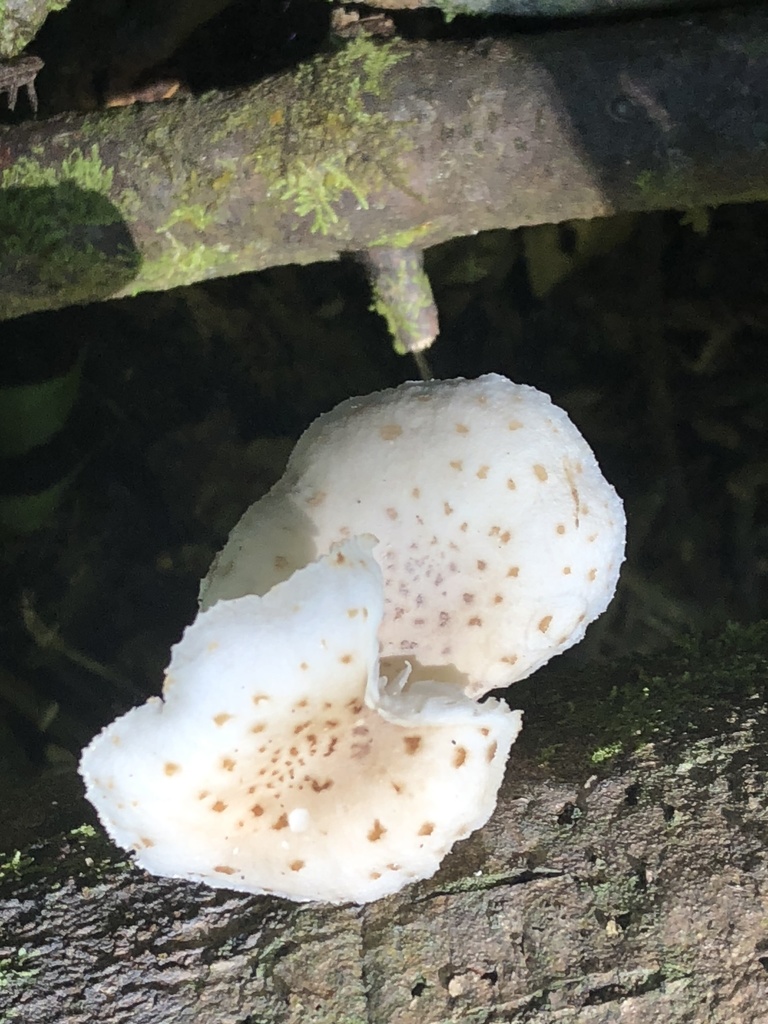 Oudemansiella cubensis · November 2019 · photo: © blazeclaw (iNaturalist, cc-by)