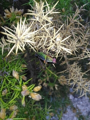 Barbitistes fischeri