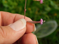 Silene colorata
