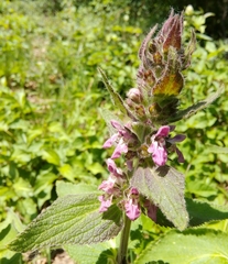 Stachys alpina