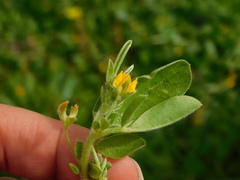 Anthyllis circinnata