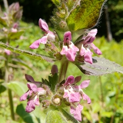 Stachys alpina