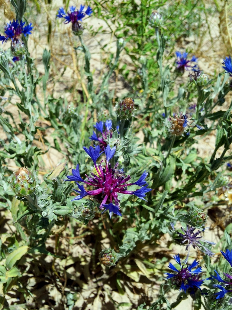 Iranian Knapweed