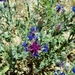 Iranian Knapweed - Photo (c) Nasser Halaweh, some rights reserved (CC BY), uploaded by Nasser Halaweh