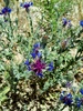 Iranian Knapweed - Photo (c) Nasser Halaweh, some rights reserved (CC BY), uploaded by Nasser Halaweh
