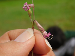Silene colorata