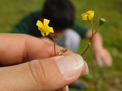 Senecio vernalis