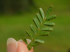 Onobrychis squarrosa