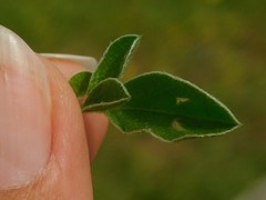 Anthyllis circinnata